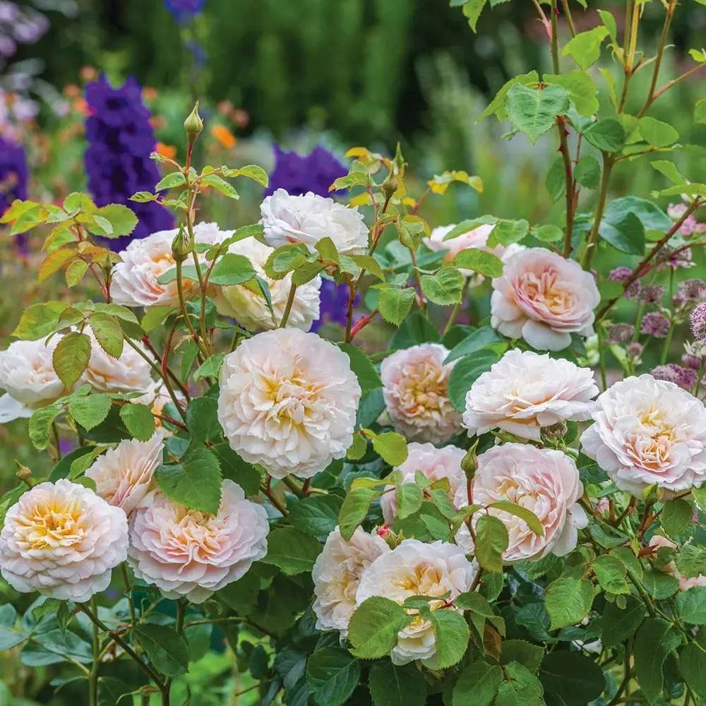 Trandafir englezesc David Austin Emily Brontë - trandafir romantic cu flori roz piersica, parfum intens, inflorire repetata