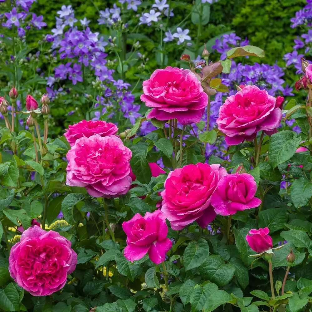 Trandafir englezesc David Austin James L. Austin - trandafir roz intens, flori duble, parfum fructat, inflorire repetata