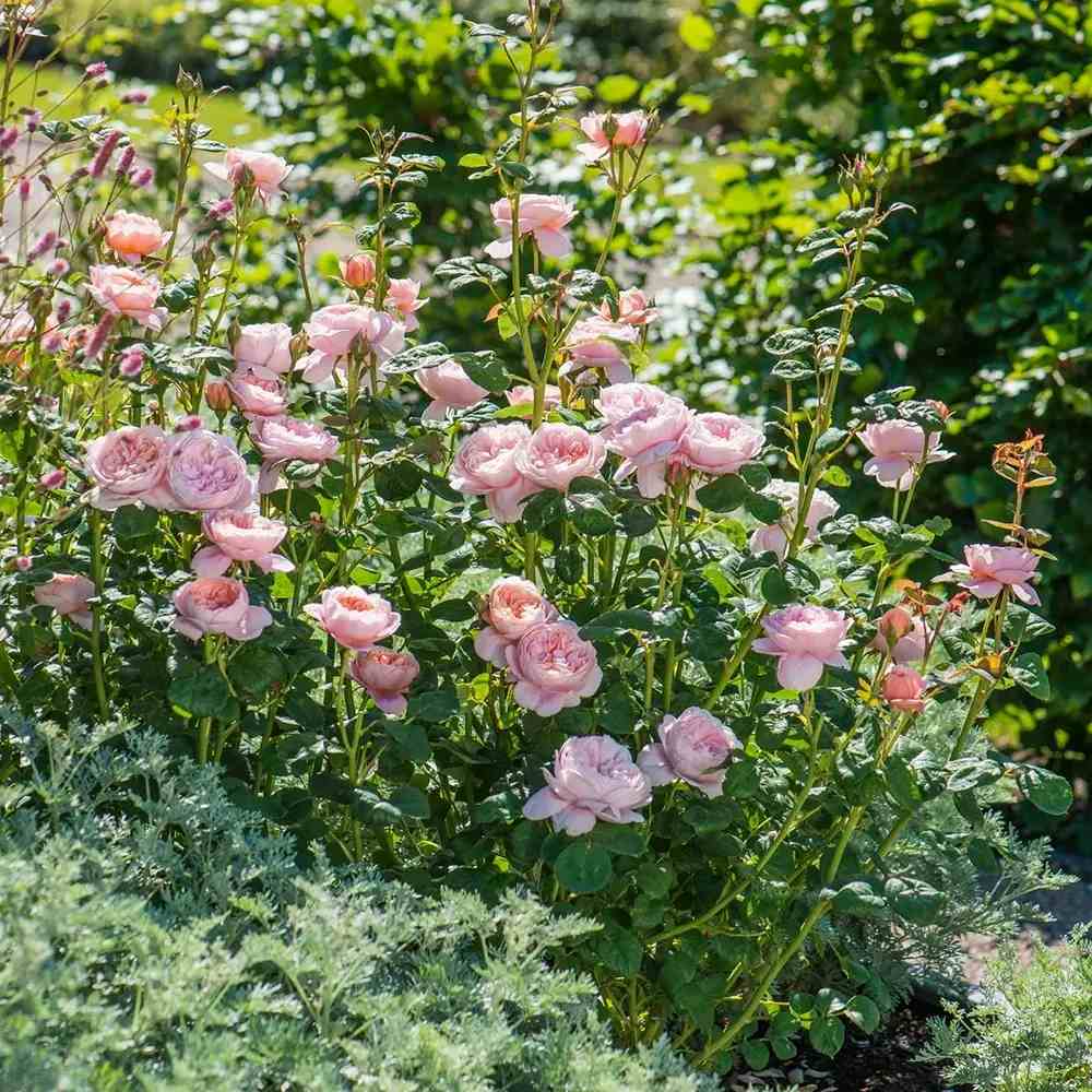 Роза David Austin 'Queen of Sweden' – бледорозови елегантни цветове с деликатен аромат