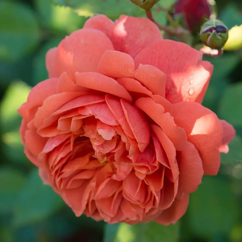 Trandafir englezesc David Austin Summer Song - trandafir portocaliu intens, flori duble, parfum exotic, inflorire repetata
