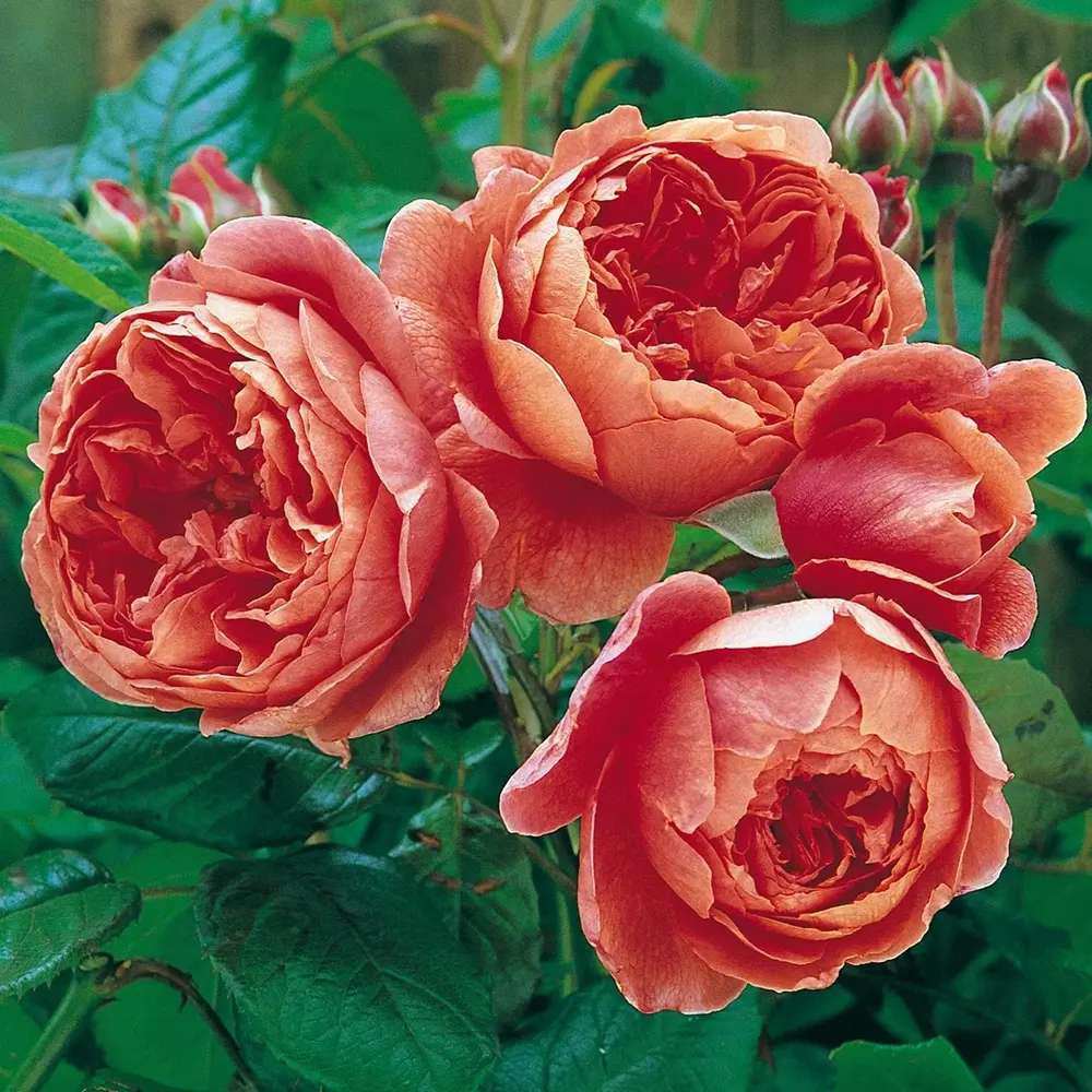 Trandafir englezesc David Austin Summer Song - trandafir portocaliu intens, flori duble, parfum exotic, inflorire repetata