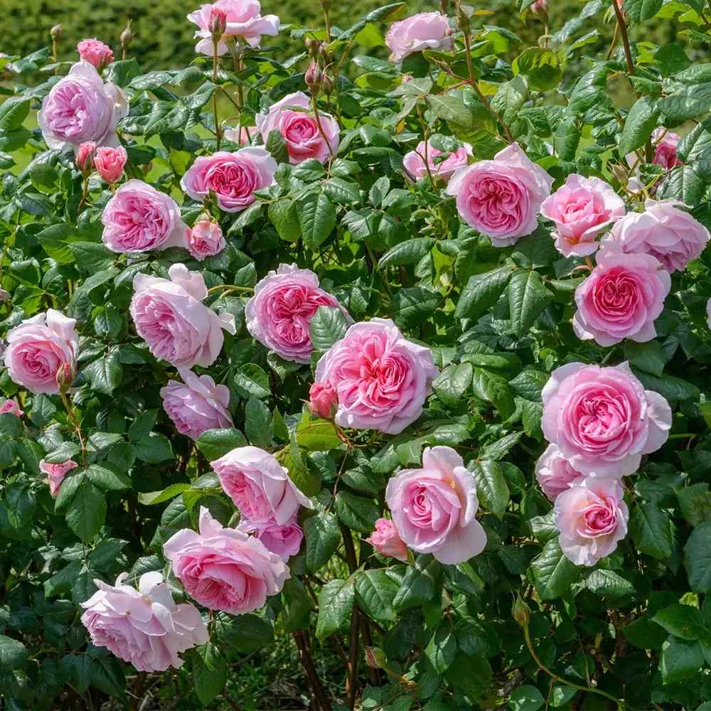 Trandafir englezesc David Austin The Ancient Mariner - trandafir roz intens, flori duble, parfum puternic, inflorire repetata