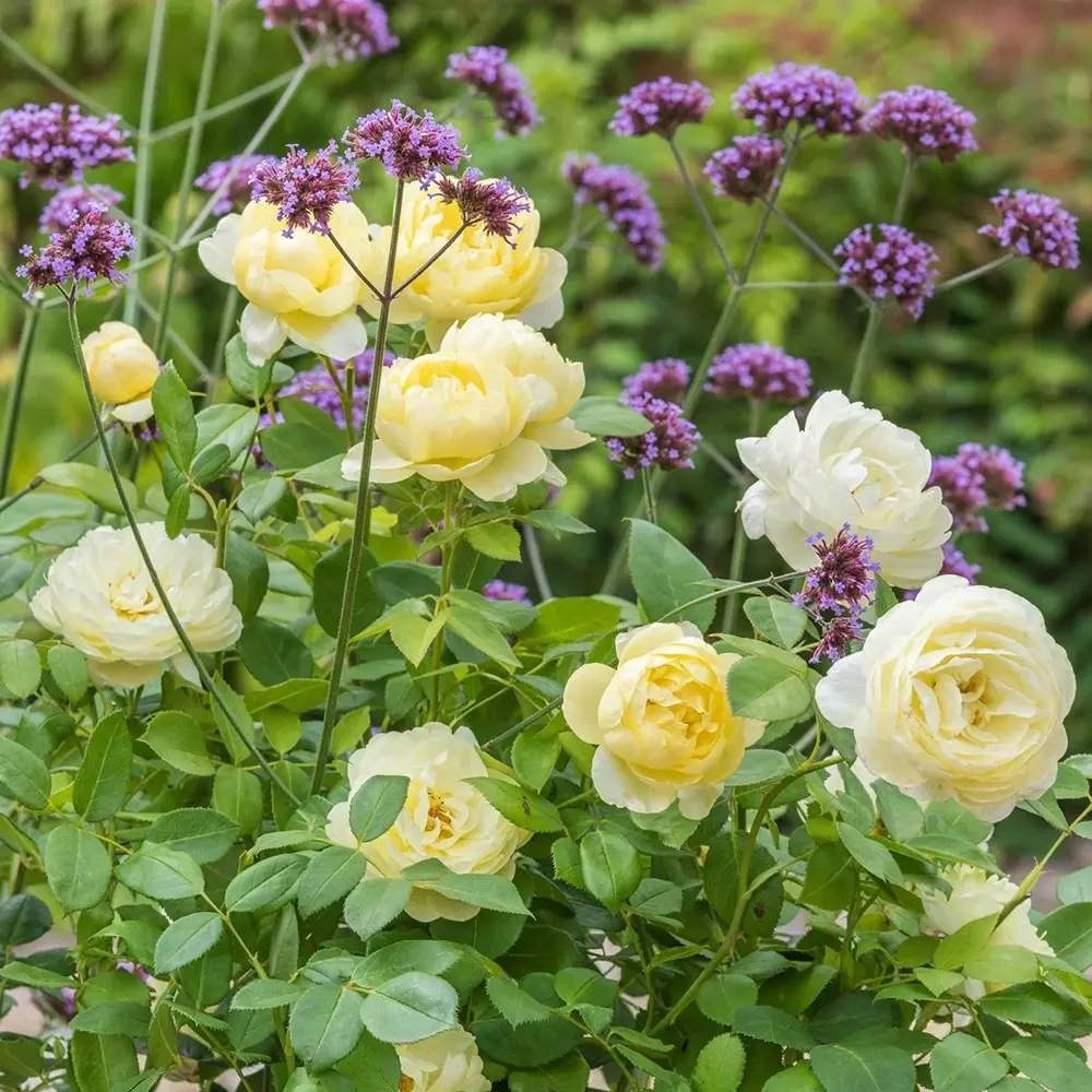 Trandafir englezesc David Austin Vanessa Bell - trandafir galben pal, flori delicate, parfum de ceai, inflorire repetata