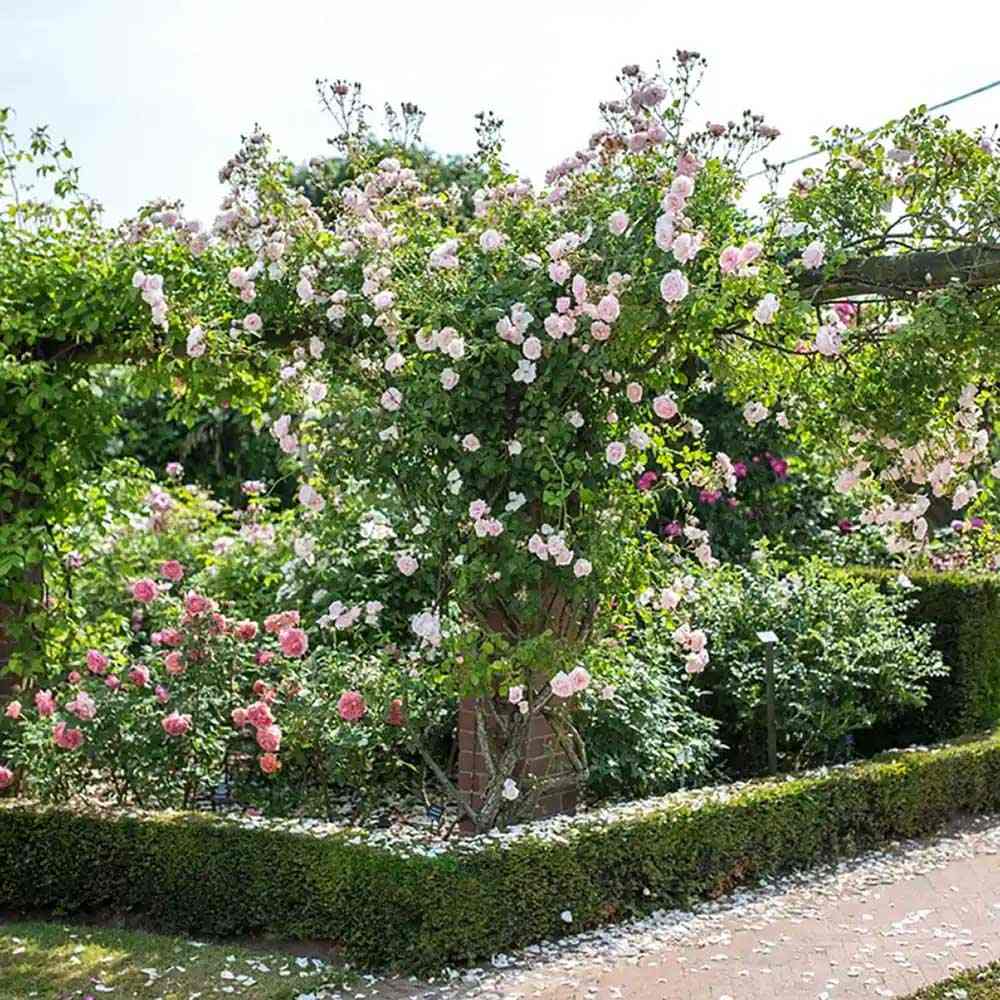 Trandafir catarator roz-crem New Dawn, parfum intens