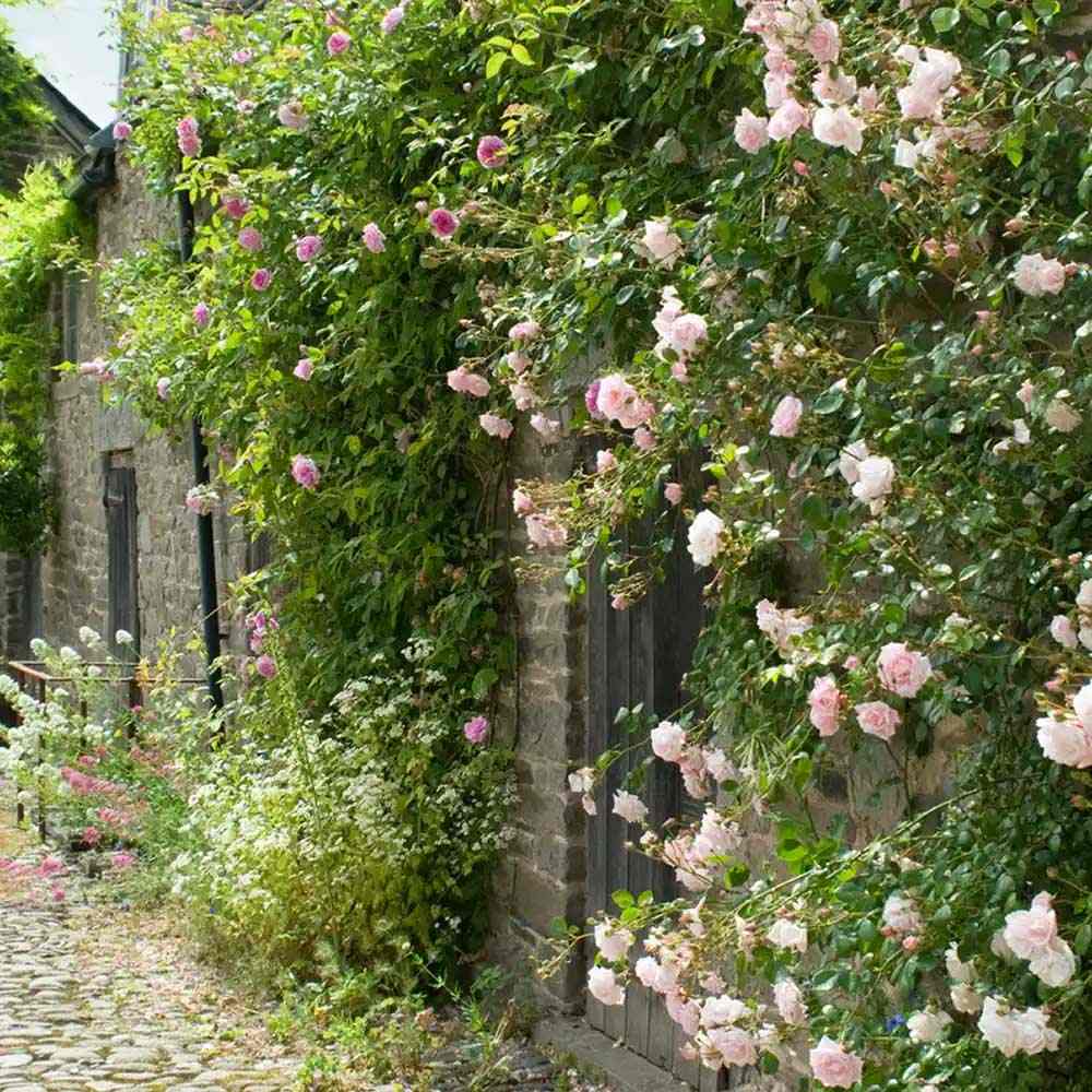 Trandafir catarator roz-crem New Dawn, parfum intens