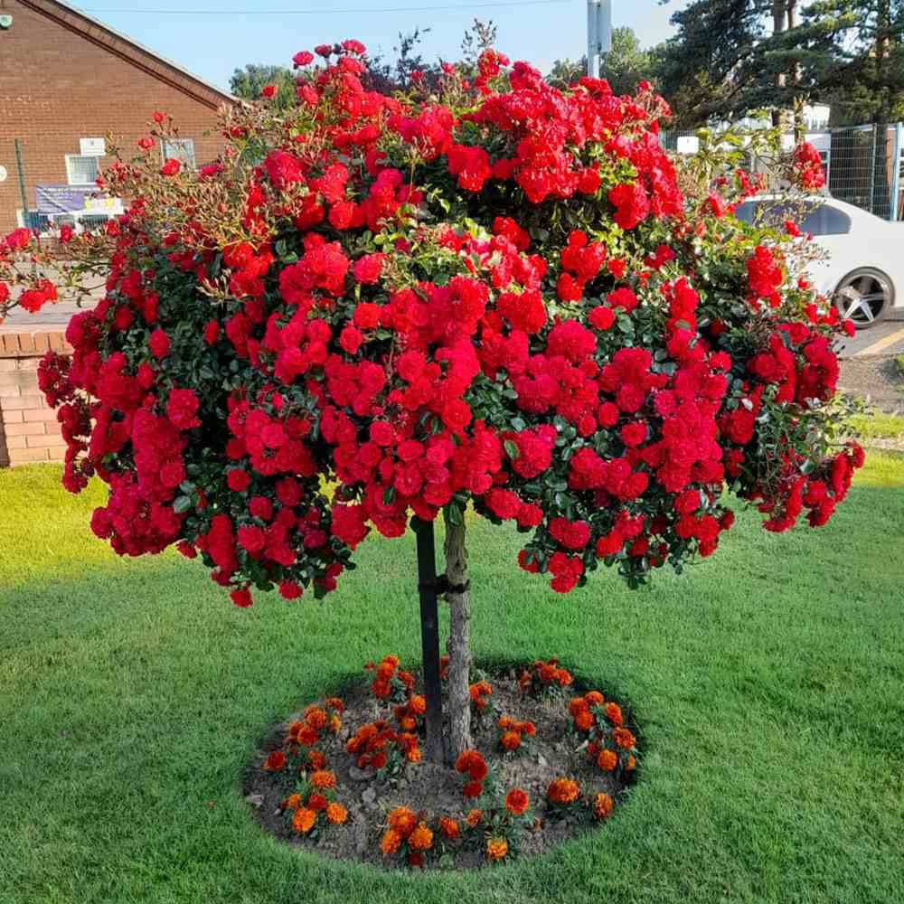 Щамбова роза Crimson Siluetta – плачеща корона с карминовочервени цветове