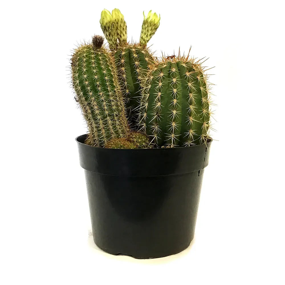 Cactus Trichocereus Huasc, cactus decorativ de interior cu flori rosii, usor de ingrijit, planta exotica - 10-20 cm