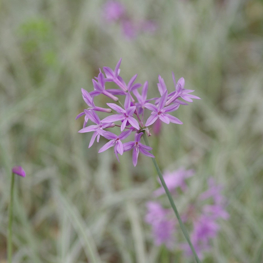 Декоративен чесън Silver Lace (Tulbaghia violacea) – вариегатно многогодишно с лилави цветове