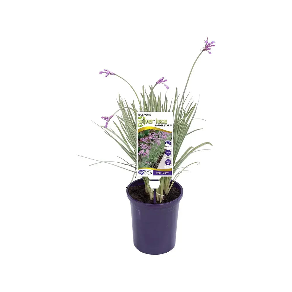 Декоративен чесън Silver Lace (Tulbaghia violacea) – вариегатно многогодишно с лилави цветове