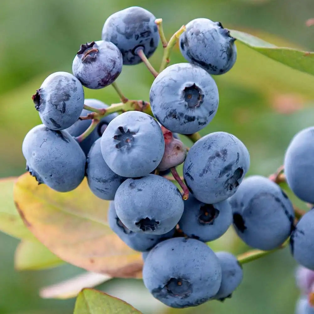Afin Tarziu Elliot (Vaccinium corymbosum), productiv, cu fructe dulci-acrisoare, an 2 pe rod