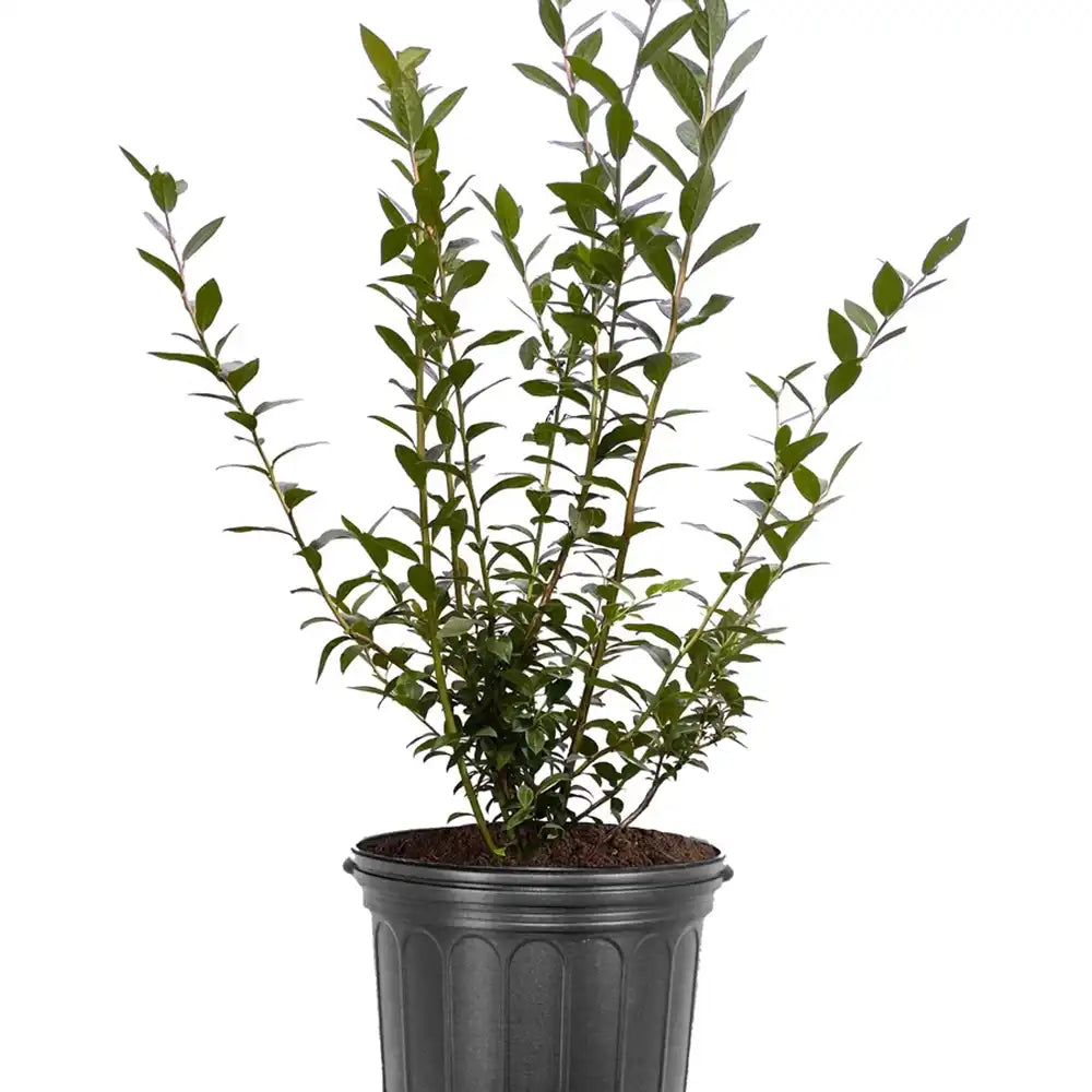 Късно зреещ боровинка Elliot (Vaccinium corymbosum), продуктивна, със сладко-кисели плодове, плододаваща от 2-та година