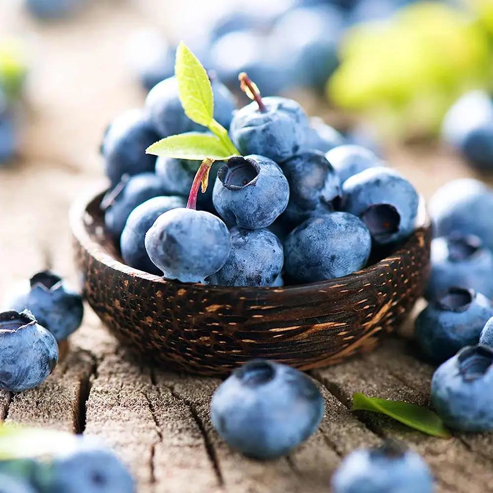 Боровинка Bingo Blue (Vaccinium corymbosum), компактен американски сорт със сладки сини плодове, подходяща за градина и саксия
