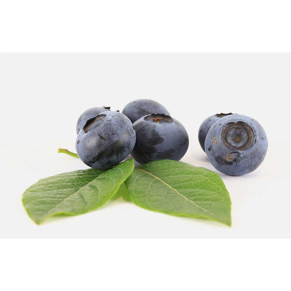 Afin Timpuriu Reka (Vaccinium corymbosum), tufis productiv cu fructe mari albastre dulci-acrisoare, an 1 pe rod