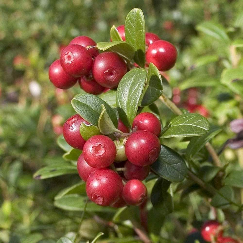 Afin american rosu (Vaccinium macrocarpon Pilgrim), merisor cu fructe mari rosii acrisor, an 1 pe rod