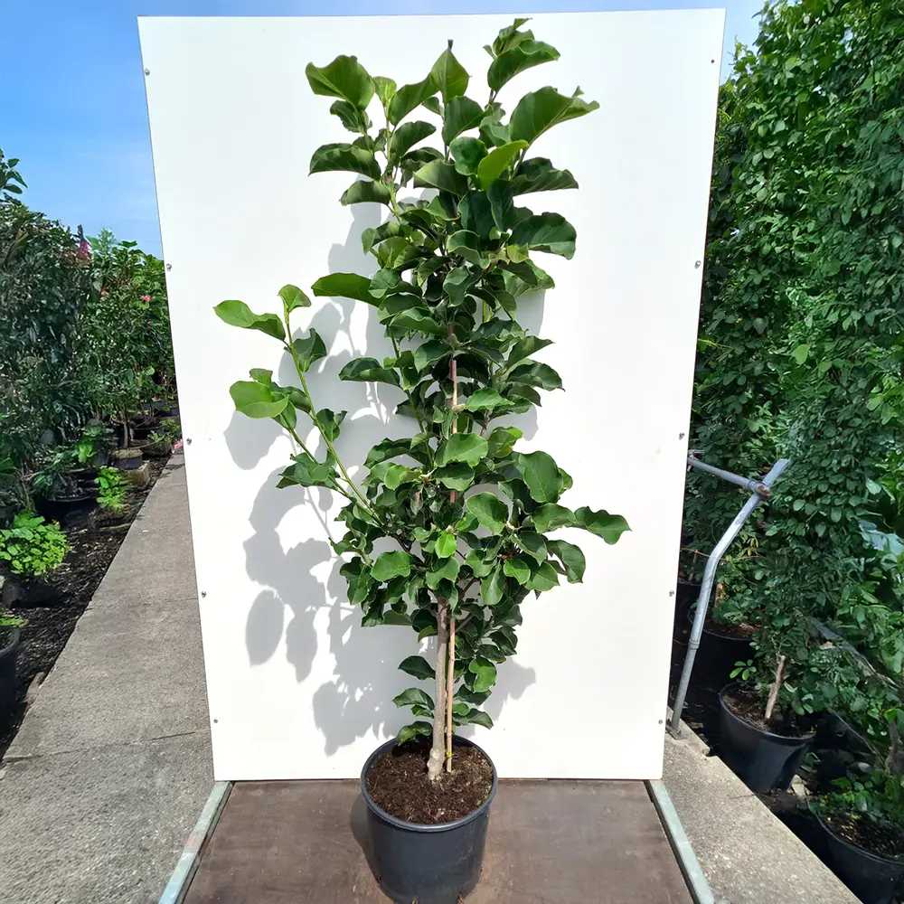 Магнолия Watermelon PBR, с ярки розови ароматни цветове, изключително декоративна