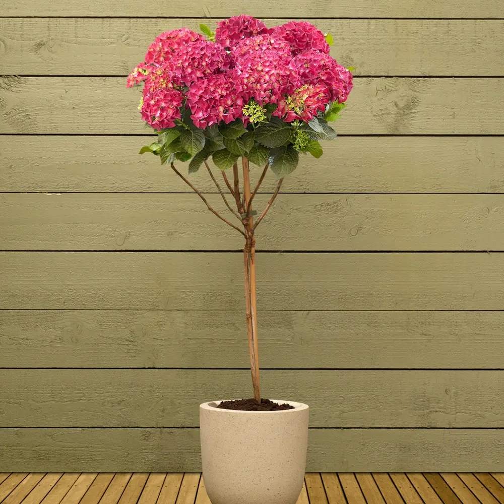 Хортензия градинска дървовидна Wim's Red, с цветове от бяло до червено, дълъг летен и есенен цъфтеж