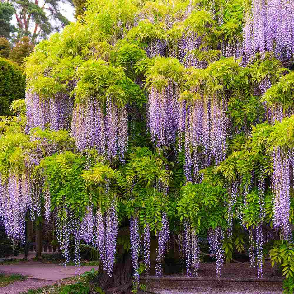 Glicina (Wisteria) cataratoare Sinensis Prolific, liana chinezeasca parfumata, inflorire abundenta, rezistenta, crestere rapida