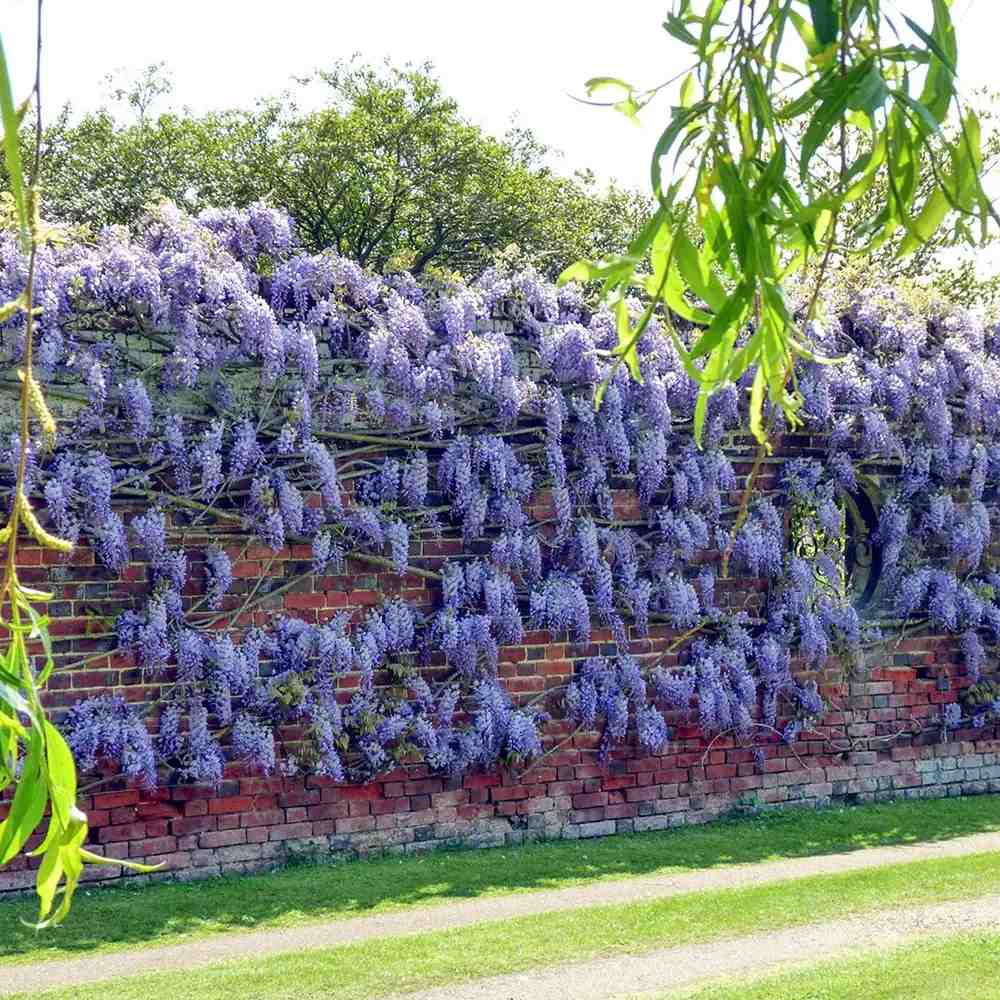 Glicina (Wisteria) cataratoare Blue Sapphire, planta cataratoare flori albastre parfumate, crestere rapida
