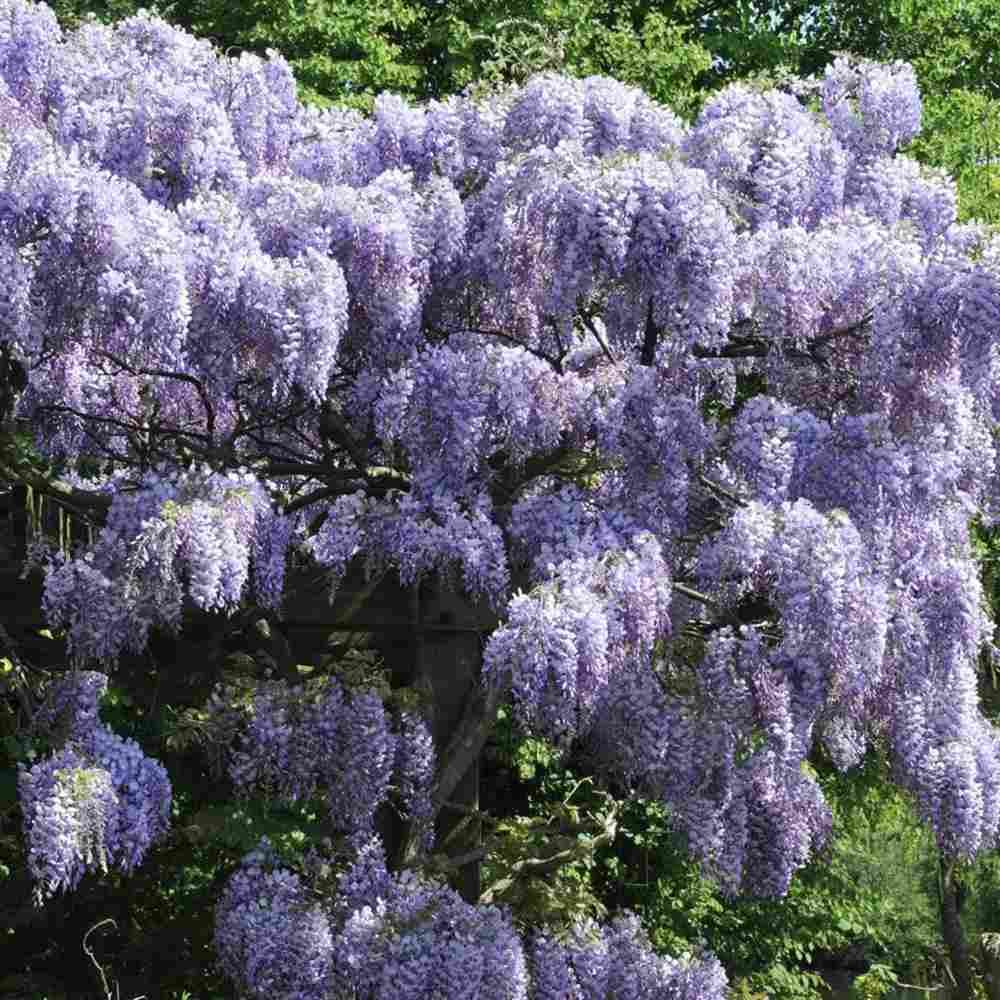 Glicina (Wisteria) cataratoare Blue Sapphire, planta cataratoare flori albastre parfumate, crestere rapida
