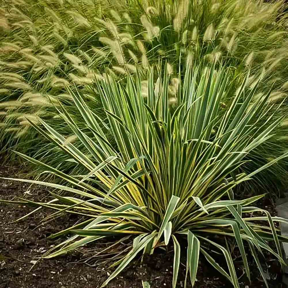 Yucca variegata Bright Edge, frunze galben-verde, flori alb-rosii parfumate, rezistenta la ger si sceta
