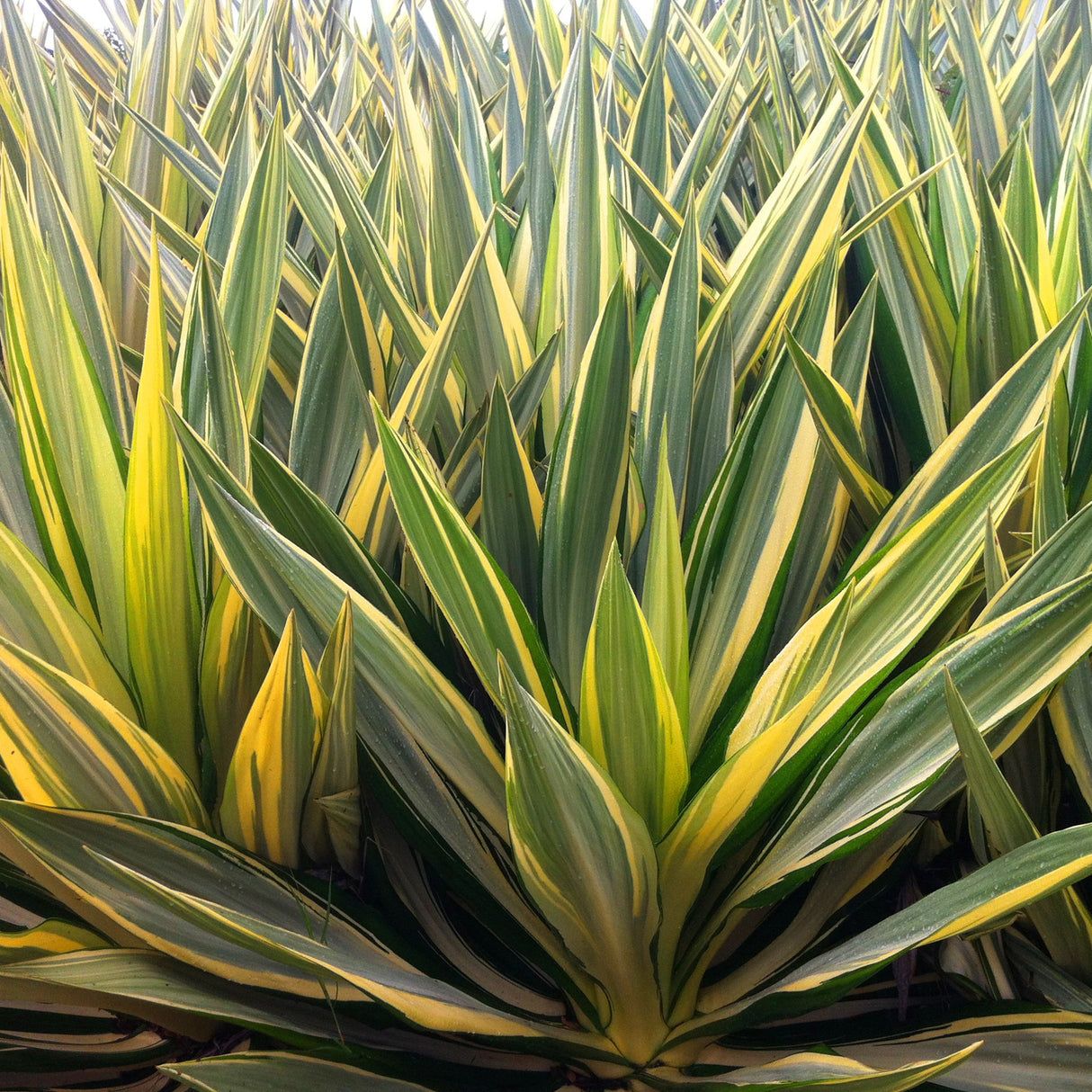 Yucca Color Guard, cu frunze aurii-verde