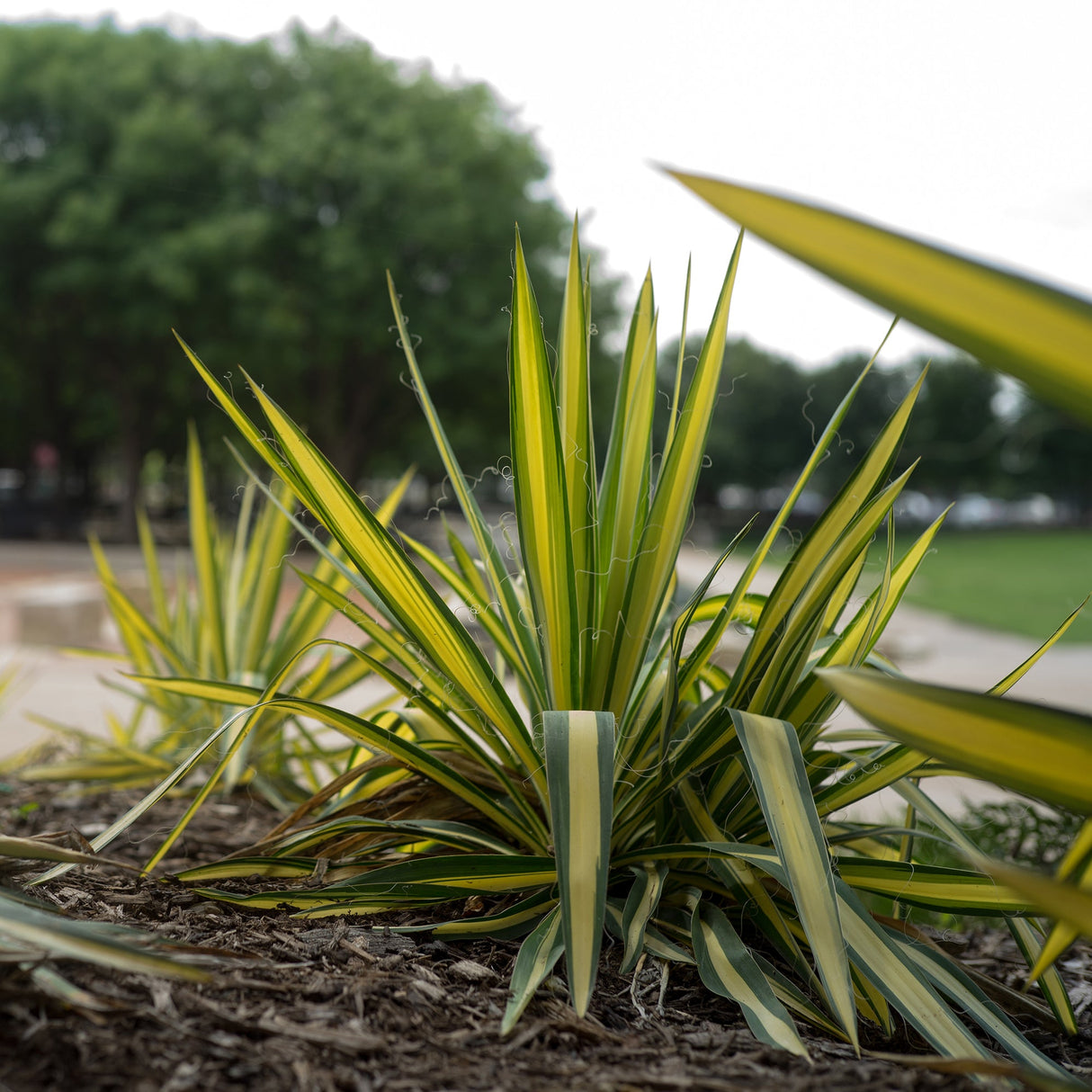Yucca Color Guard, cu frunze aurii-verde