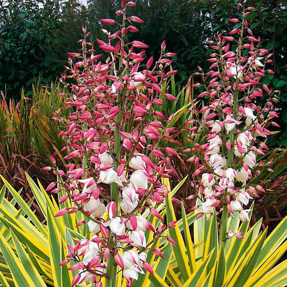 Yucca variegata Bright Edge, frunze galben-verde, flori alb-rosii parfumate, rezistenta la ger si sceta