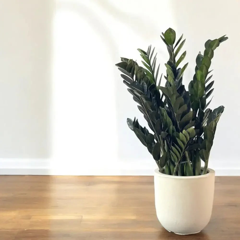 Planta Norocului (Zamioculcas Zamiifolia) Super Nova, 70 cm, 10 tulpini/ghiveci, planta de apartament cu frunze suculente, rezistent umbra, rezistenta, udare rara