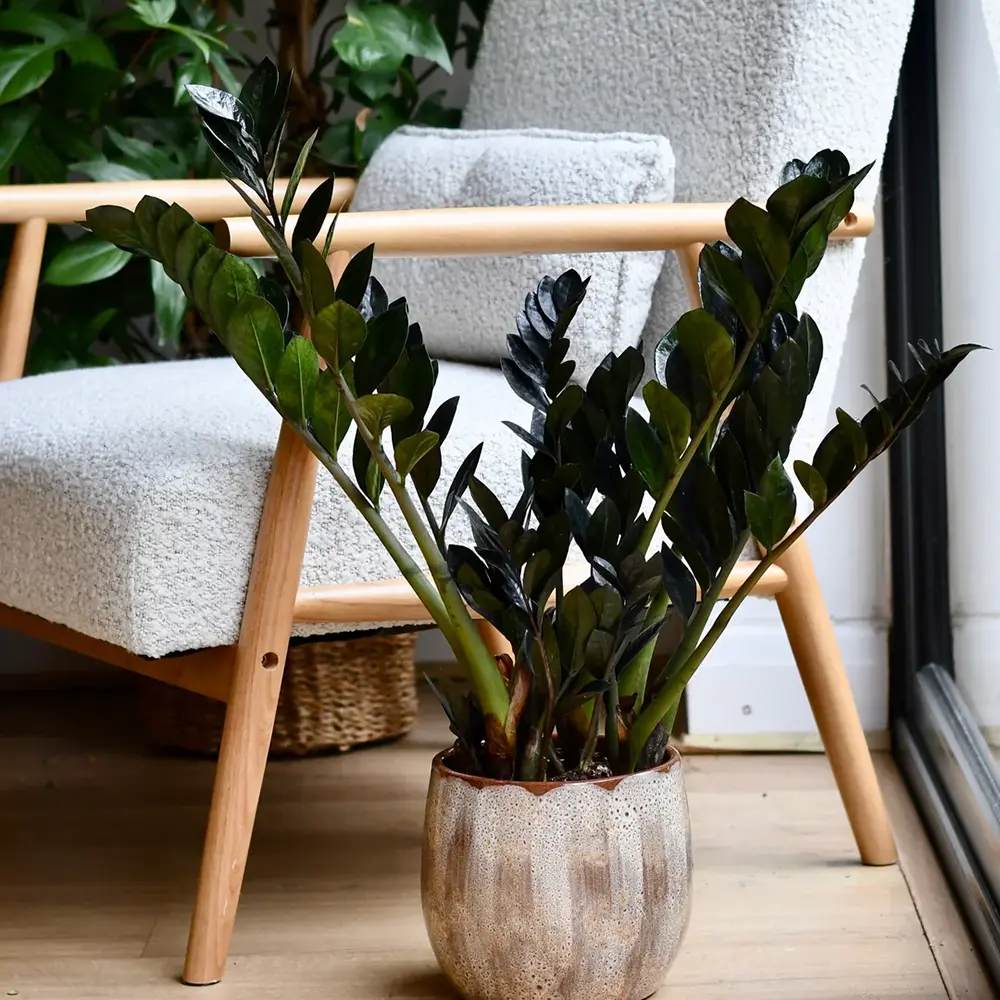 Planta Norocului (Zamioculcas Zamiifolia) Raven, 3 tulpini/ghiveci, planta de apartament cu frunze negre lucioase, rezistenta umbra, udare rara - 50 cm