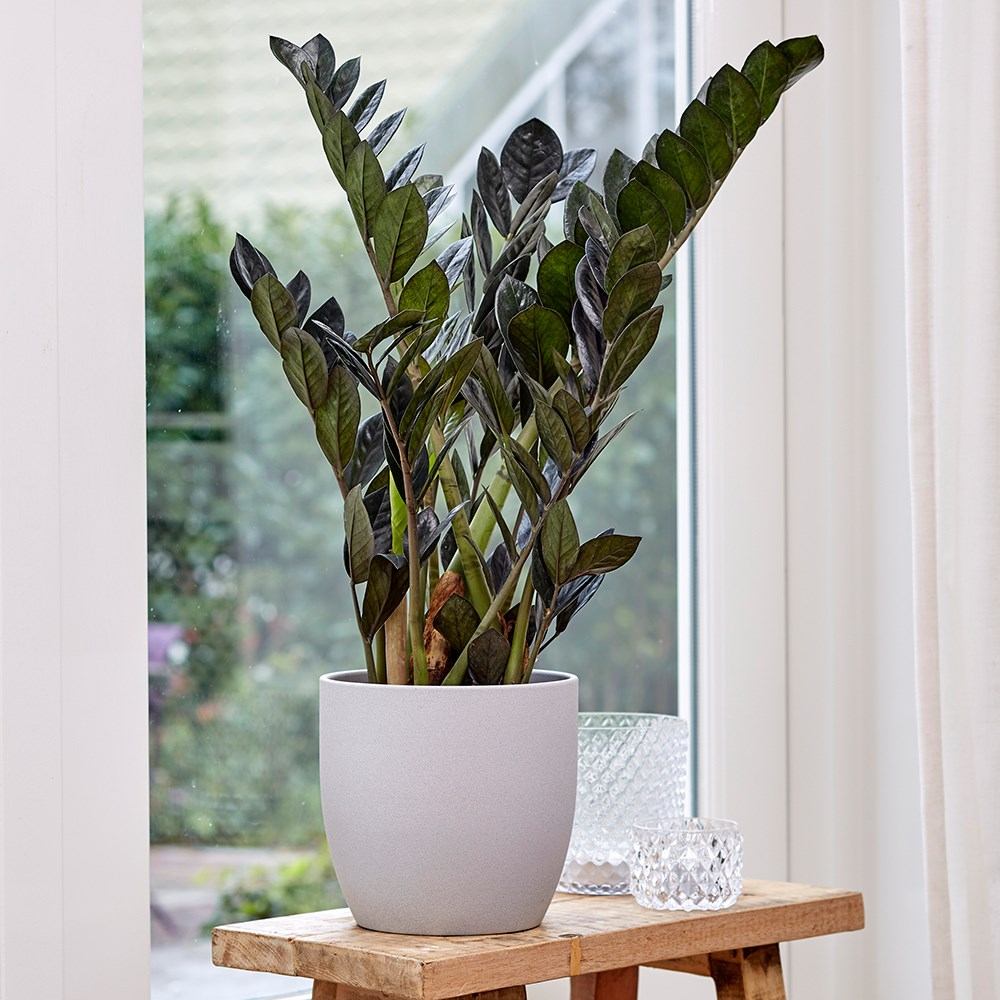 Planta Norocului (Zamioculcas Zamiifolia) Raven, 3 tulpini/ghiveci, planta de apartament cu frunze negre lucioase, rezistenta umbra, udare rara - 50 cm