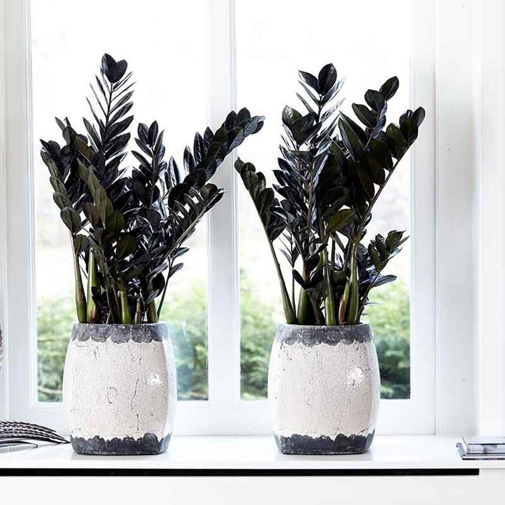 Planta Norocului (Zamioculcas Zamiifolia) Raven, 3 tulpini/ghiveci, planta de apartament cu frunze negre lucioase, rezistenta umbra, udare rara - 50 cm