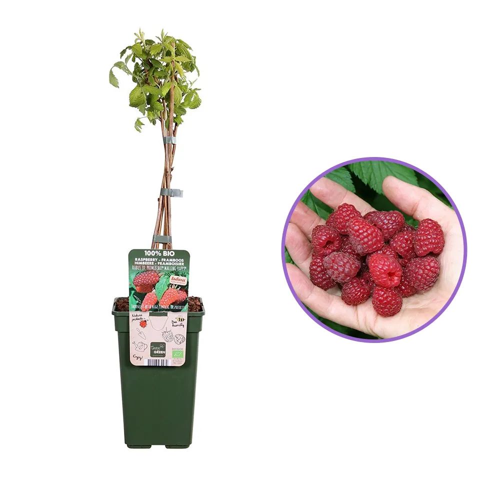 Малина ремонтантна Autumn Happy, с обилна реколта и балансиран вкус, плододаваща от 1-та година