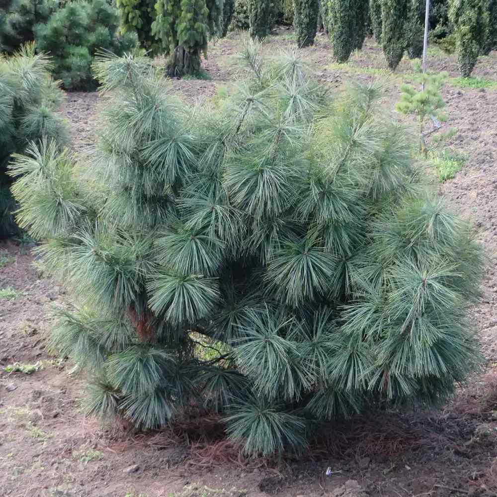Pin Pitic Albastru flexilis Pygmaea, forma sferica, conifer decorativ rezistent frig