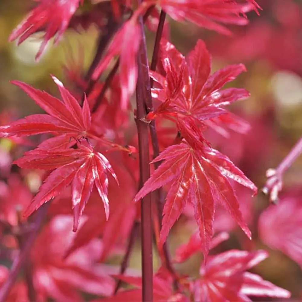 Artar Japonez Rosu Deshojo, compact, frunze rosu aprins primavara, perfect pentru bonsai, joc de culori spectaculos in 3 anotimpuri