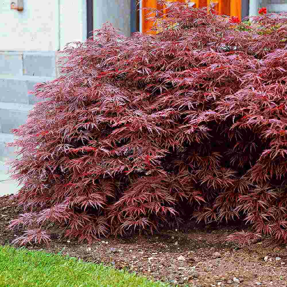 Artar Japonez Rosu Pitic Garnet, cu frunzis rosu aprins, decor spectaculos, cu textura dantelata