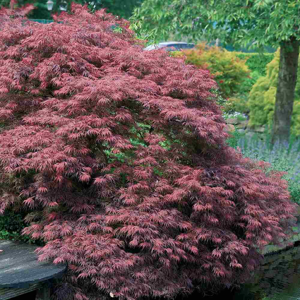 Artar Japonez Rosu Pitic Garnet, cu frunzis rosu aprins, decor spectaculos, cu textura dantelata