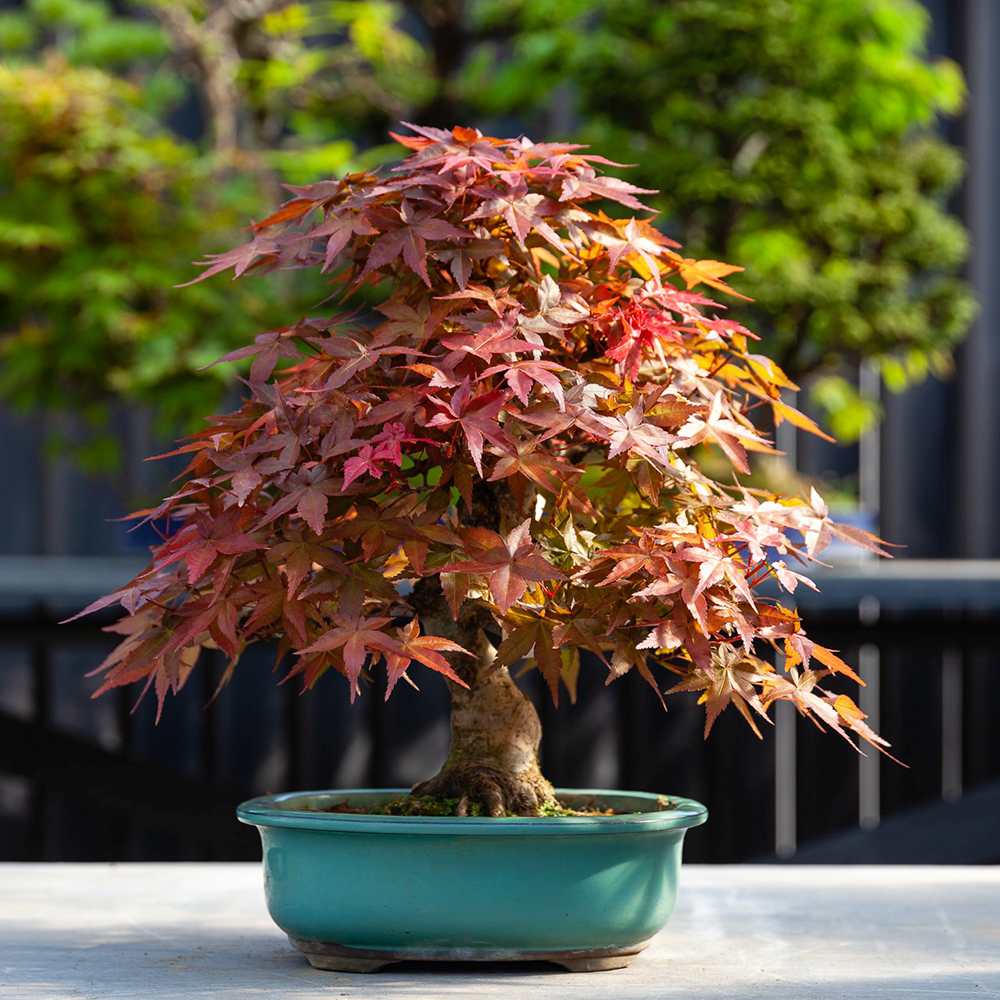 Аранжимент Бонсай Zen с Японски клен червен Deshojo 35 см, мини бонсай дърво с червена зеленина, перфектен подарък