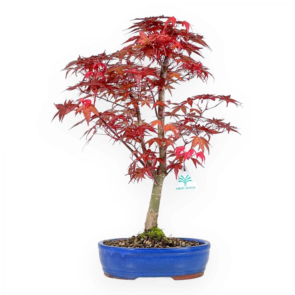 Аранжимент Бонсай Zen с Японски клен червен Deshojo 35 см, мини бонсай дърво с червена зеленина, перфектен подарък