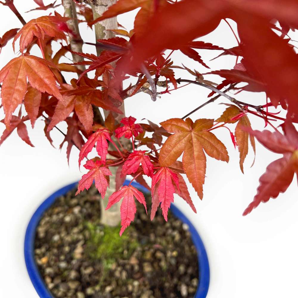 Аранжимент Бонсай Zen с Японски клен червен Deshojo 35 см, мини бонсай дърво с червена зеленина, перфектен подарък