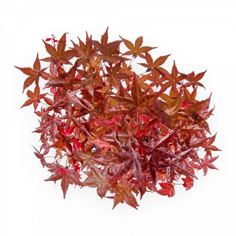 Аранжимент Бонсай Zen с Японски клен червен Deshojo 35 см, мини бонсай дърво с червена зеленина, перфектен подарък