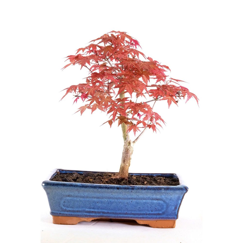 Аранжимент Бонсай Zen с Японски клен червен Deshojo 35 см, мини бонсай дърво с червена зеленина, перфектен подарък