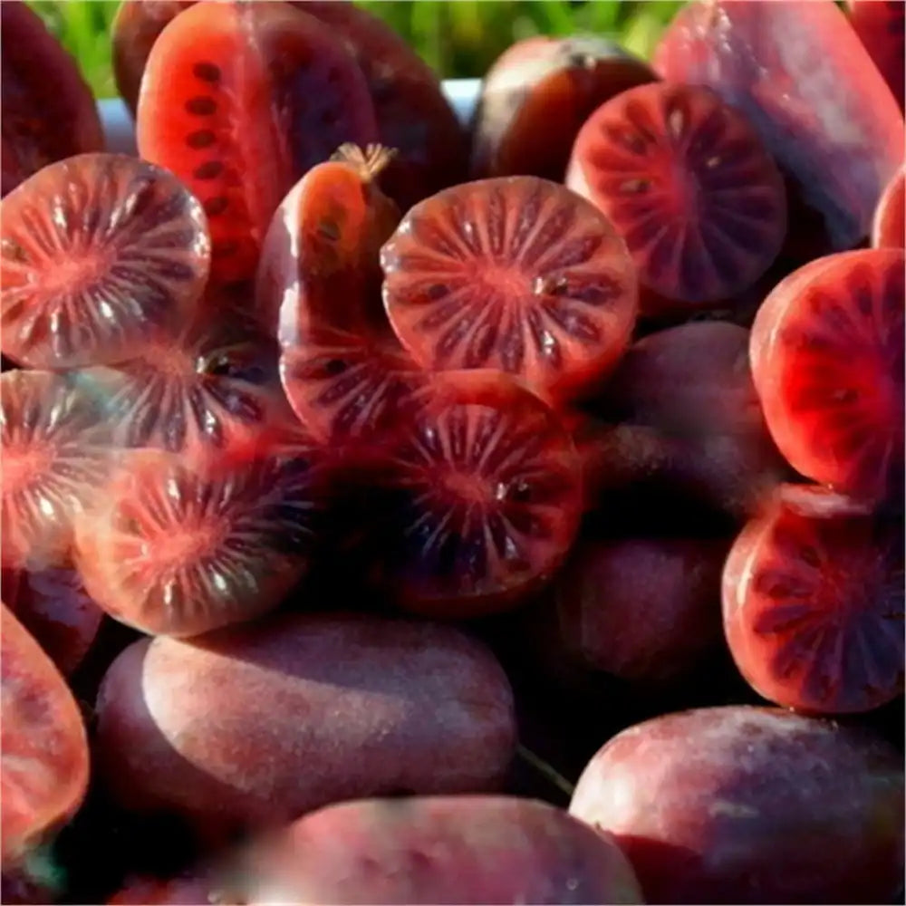 Kiwi de Siberia Ken's Red (Actinidia arguta), femela, cu fructe dulci rosii, bogate in vitamina C