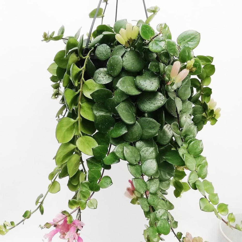 Planta Ruj (Aeschynanthus Pink Polka) - 30-50 cm