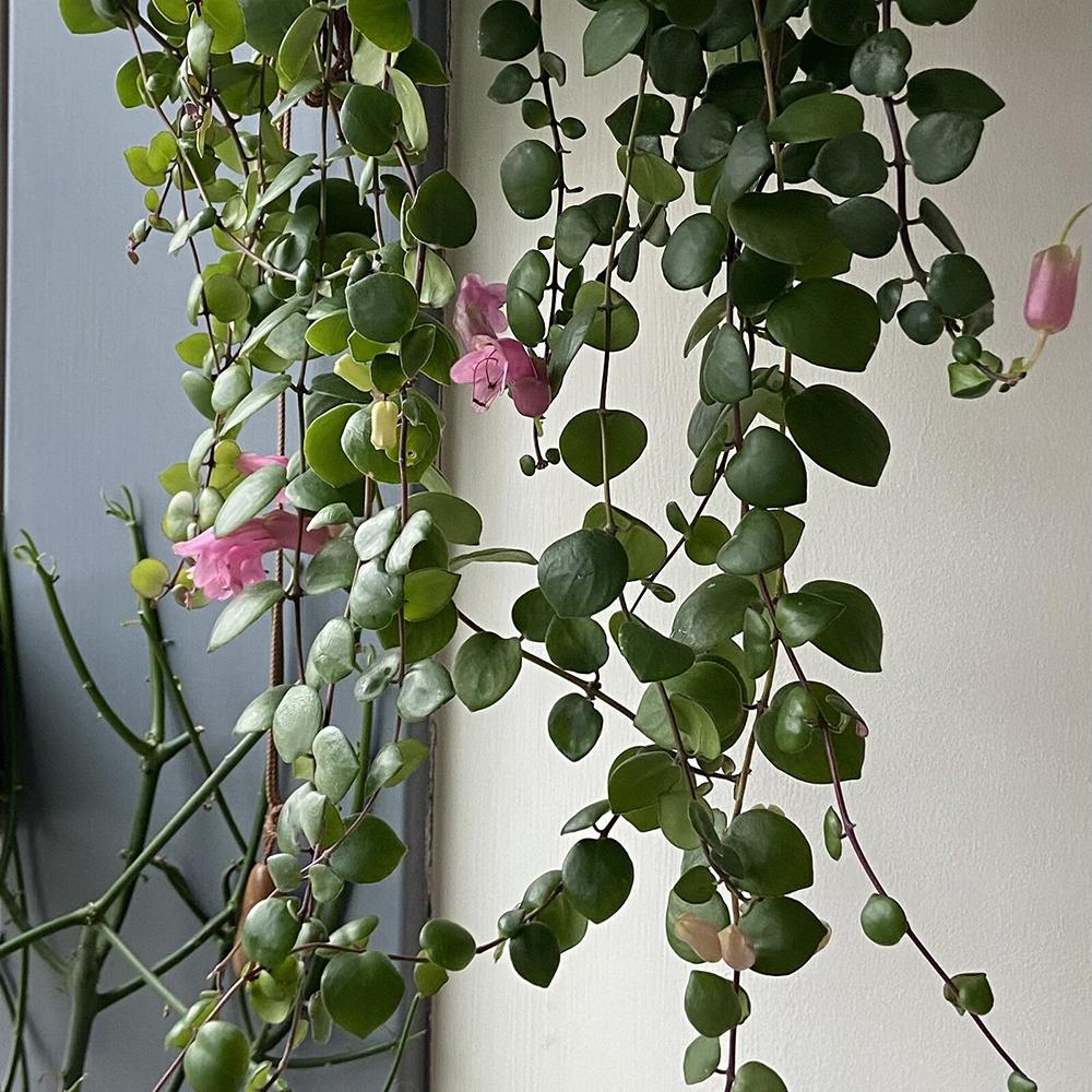 Planta Ruj (Aeschynanthus Pink Polka) - 30-50 cm