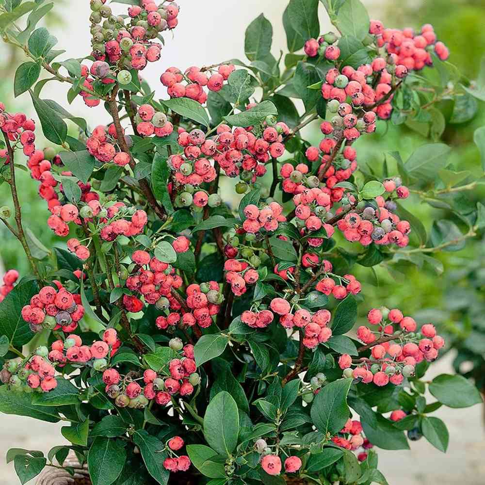 Afin Pink Lemonade (Vaccinium), cu fructe roz-rosu dulci-acrisoare