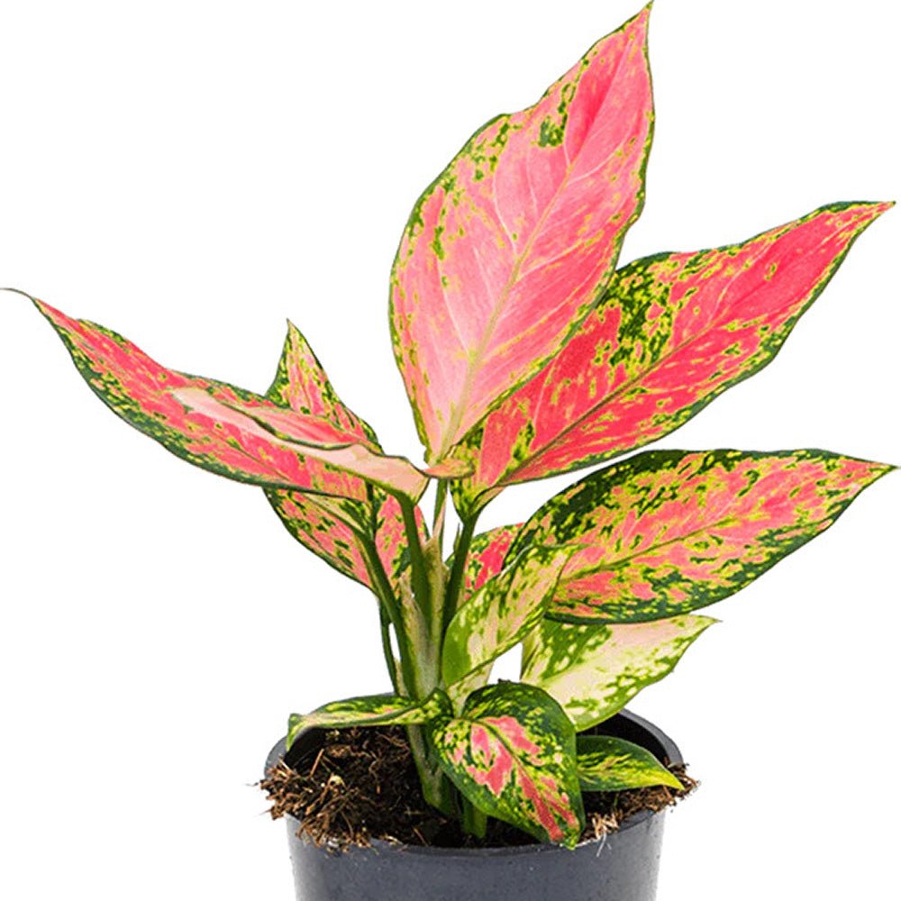 Aglaonema Cherry Baby - 30 cm, cu frunze rosu-coral