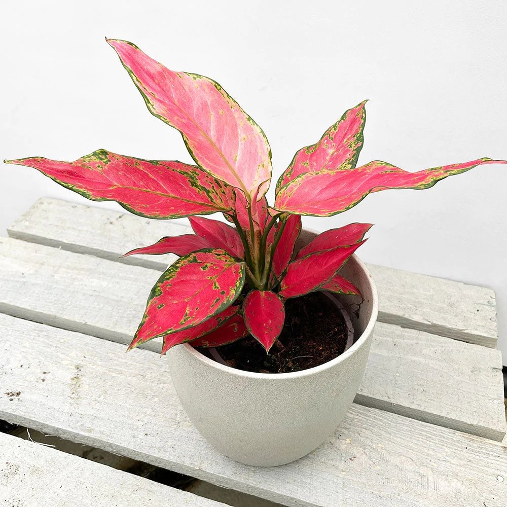Aglaonema Cherry Baby - 30 cm, cu frunze rosu-coral