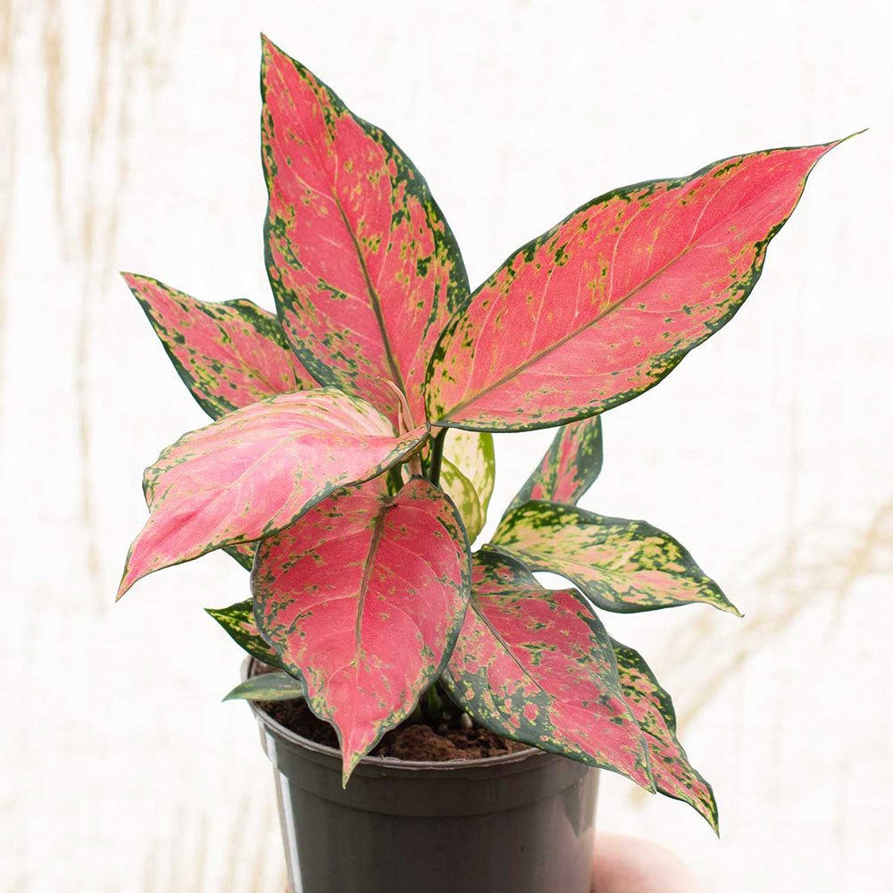 Aglaonema Cherry Baby - 30 cm, cu frunze rosu-coral