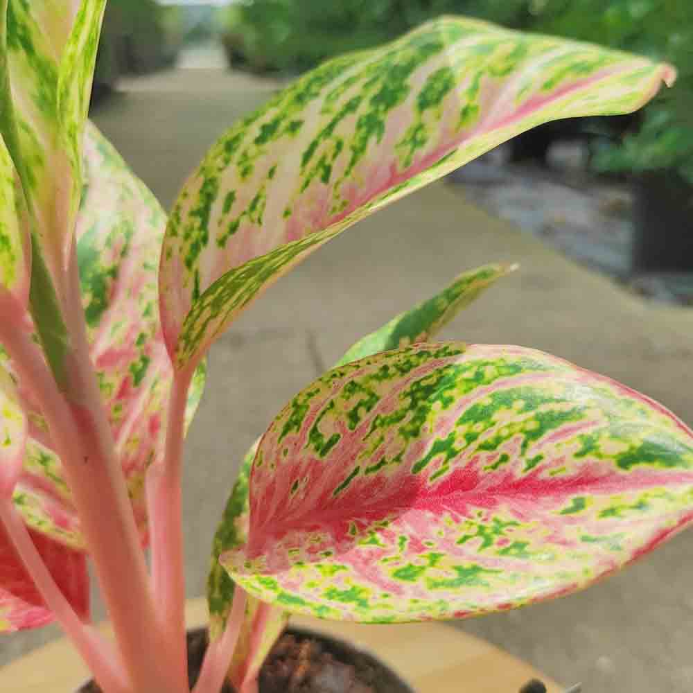 Aglaonema Cocomelon, 45 см, с листа в зелено и сьомон