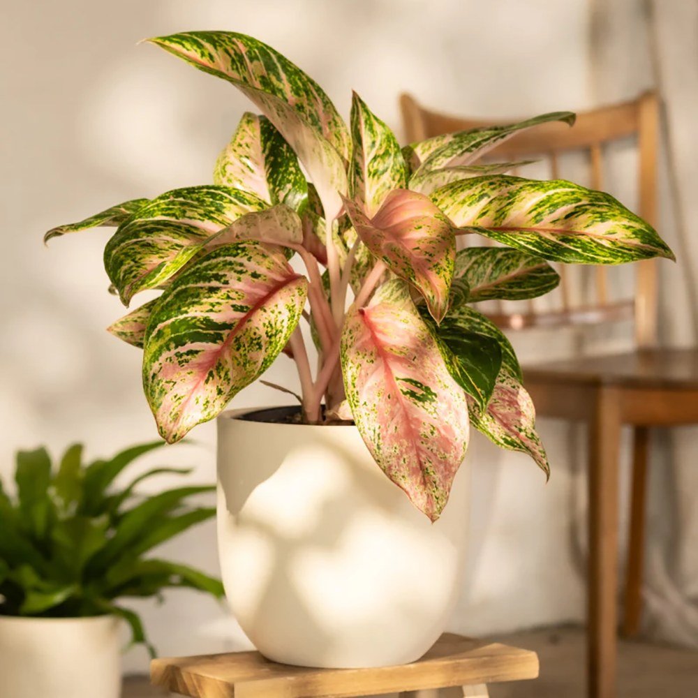 Aglaonema Cocomelon, 45 см, с листа в зелено и сьомон